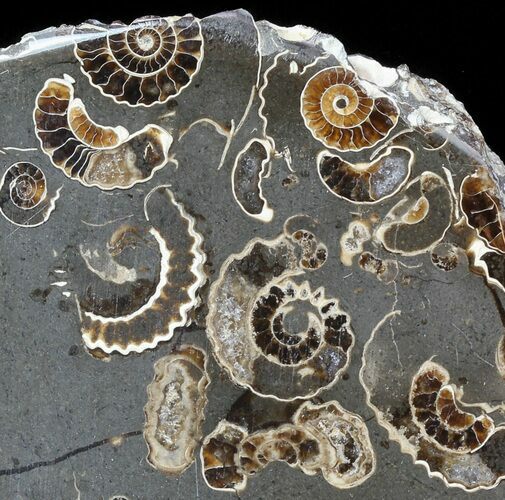 Polished Ammonite Fossil Slab - Marston Magna Marble #49594